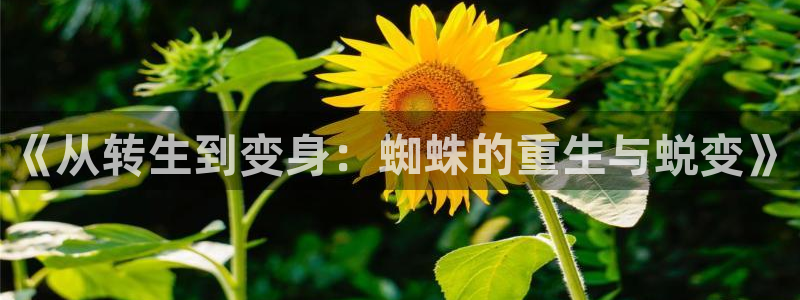 51漫画在线观看nba：《从转生到变身：蜘蛛的重生与蜕变》